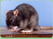 rat control Ware